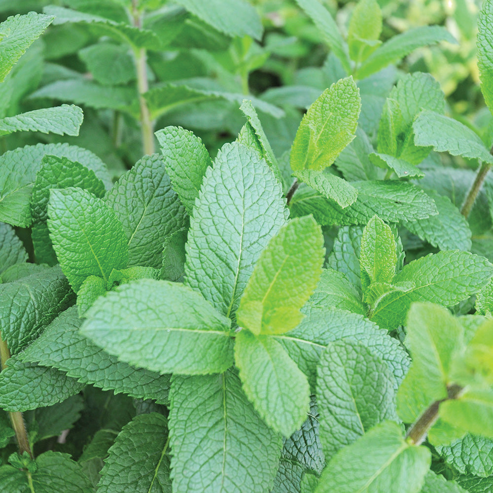 A close-up image of fresh spearmint leaves with a background of more spearmint plants.